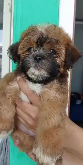Anak anjing ras shitzu