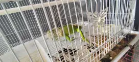 Jual Iguana betina