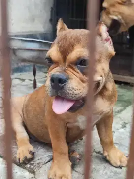 American bully betina stmb