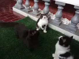 Open adobt kitten ns