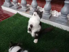 Open adobt kitten ns