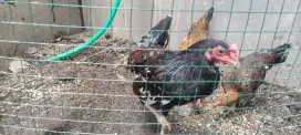 Bibit ayam aduan Bali. Kancingan