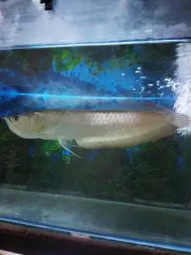 Mahar ikan arwana silver red