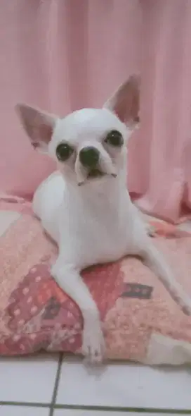 Anjing Chihuahua jantan