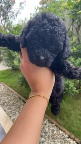 Poodle pupies betina( karawaci)