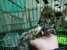 Sugar Glider + sekeluarga + kandang dan isinya