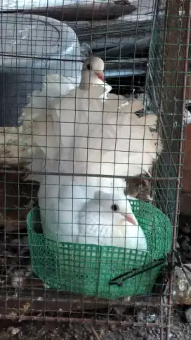 Merpati hias atau burung dara kuncir