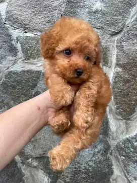 anjing poodle tiny poodle anabul petshop
