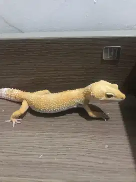 2 Ekor Gecko Female Betina Dewasa Besar Dan Jantan Jumbo