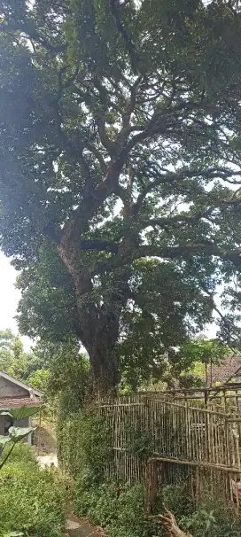 Pohon kelengkeng