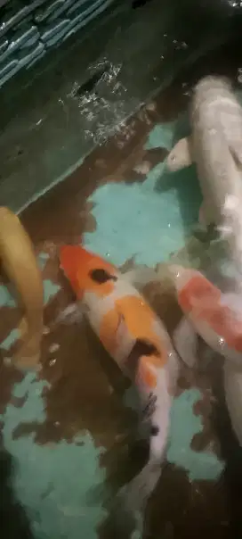 ikan koi indukan 6 ekor (40cm)