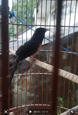 murai betina siapan