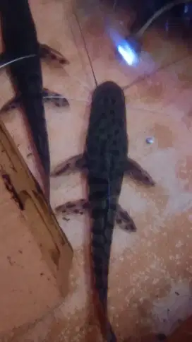 Ikan TSN catfish