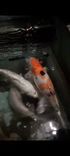 indukan ikan koi 6 ekor (40cm)