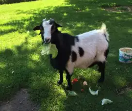 DIJUAL KAMBING KURBAN BERKUALITAS