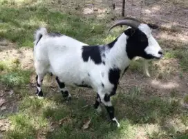 DIJUAL KAMBING KURBAN BERKUALITAS