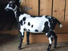 JUAL KAMBING KURBAN BERKUALITAS