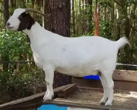 JUAL KAMBING KURBAN BERKUALITAS