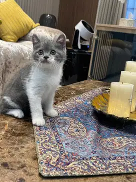 Kucing britishshortnhair BSH