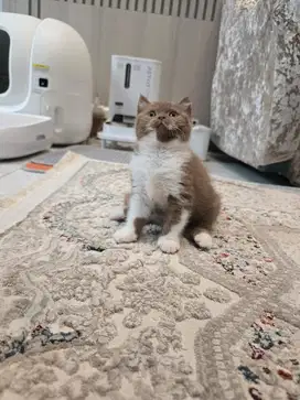 Kucing bsh cinamon