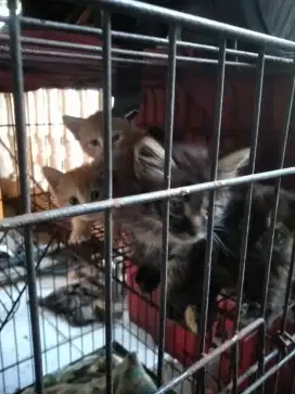 Jual anak kucing 3 ekor