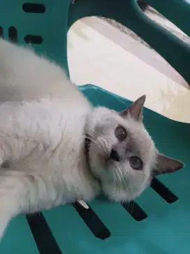 Kucing Himalaya umur 2thn