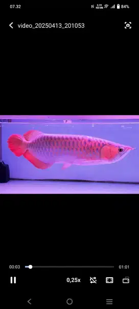arwana super red