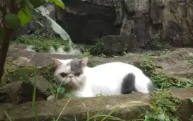pacak peaknose exo