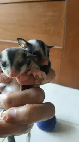 Di jual Sepasang sugar gleder(betina dan jantan)