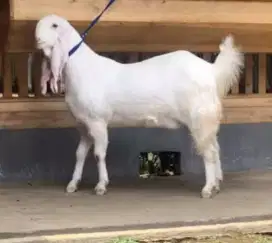 DIJUAL KAMBING KURBAN BERKUALITAS