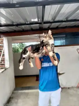 Kucing maincoon