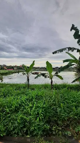 TANAH ZONA PINK DI DEKAT RAYA SAYAN - UBUD