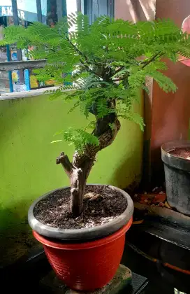 Jual Bonsai Asem Jawa