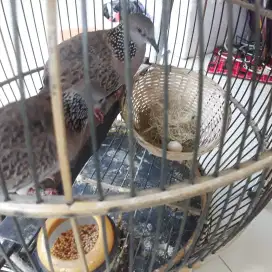 burung tekukur kuk 3