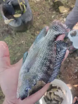 Ikan nila segar