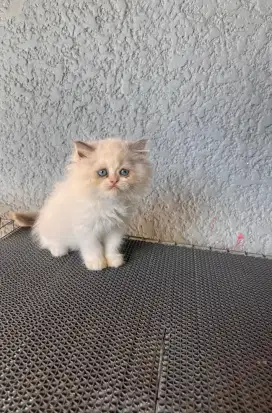 Kucing Persia Flatnose