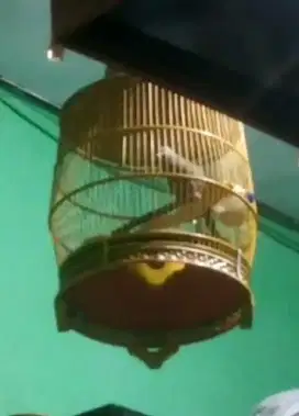 Perkutut manggung