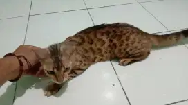Peliharaan kesayangan