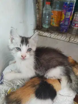 Kitten Persmed Betina