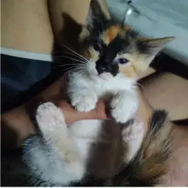 Kitten Persmed Calico Betina