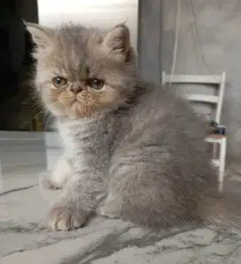 Kitten Peaknose Exotic Shorthair