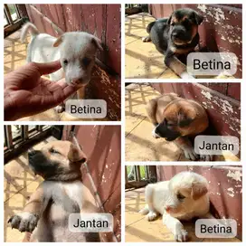 anak anjing baru lepas susu