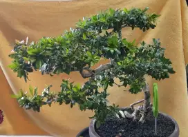 Bonsai Bucida rawatan