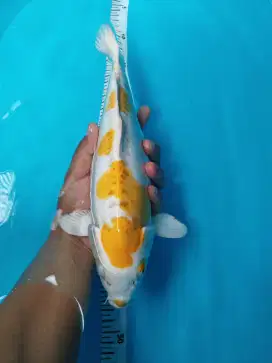 Koi Hariwake Doitsu