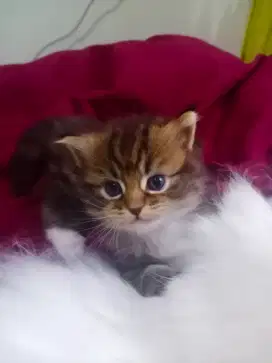 Adop kucing ras persia bulu panjang