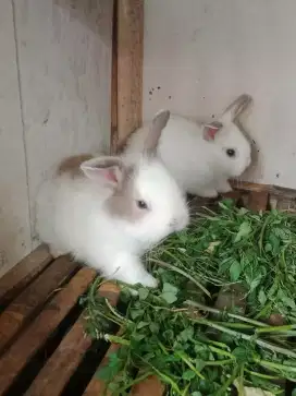 Anak kelinci lucu
