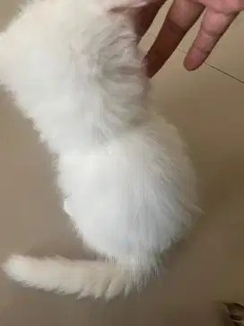 Dijual anak kucing anggora maincone bulu kapas tebal baru usia 5 bln