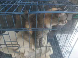 KITTEN MUDA DIPERCEPAT AMBIL BACA DESKRIPSI