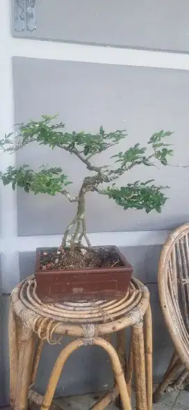 Bonsai jeruk kingkit