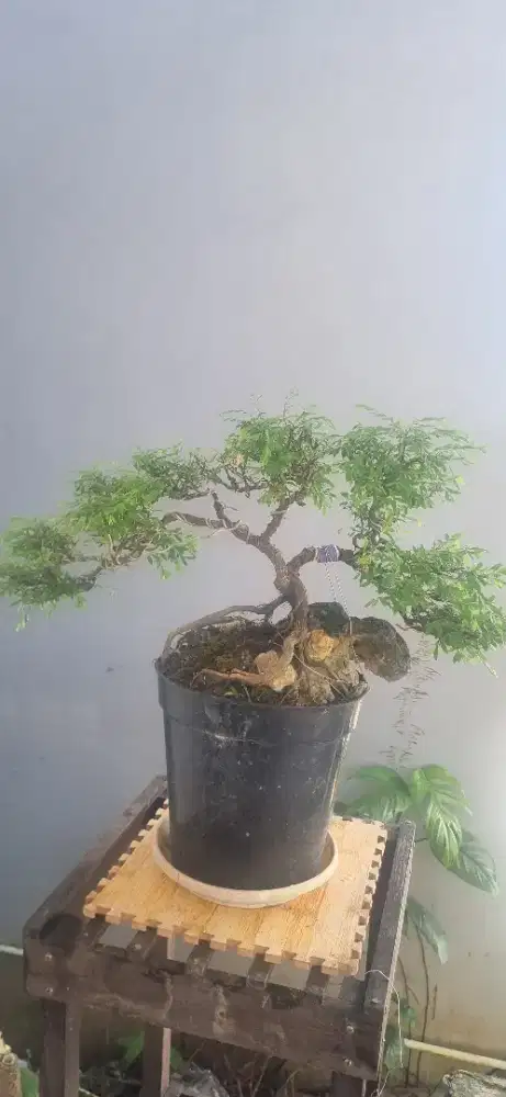 Bonsai cendrawasih